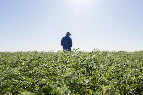 Rob standing alone in a wide, sunlit field.